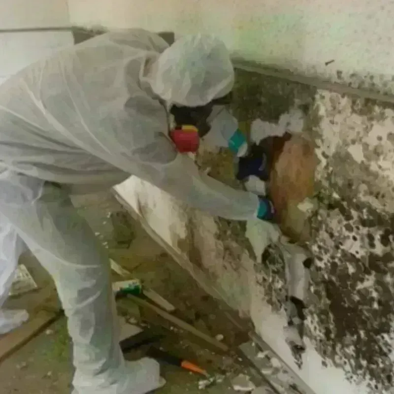 Mold Remediation and Removal in Batesburg-Leesville, SC